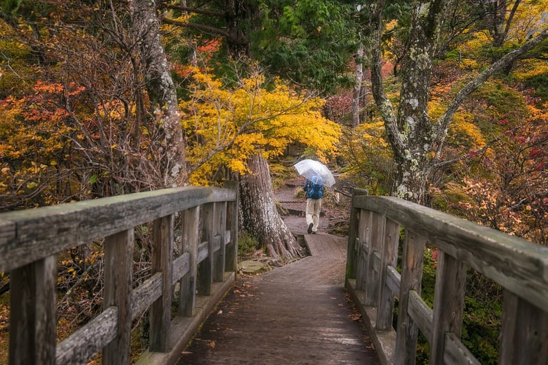 Mindful Walking in Nature